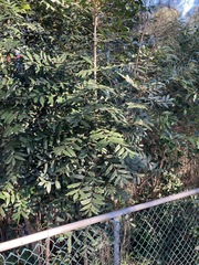 Harpephyllum caffrum
