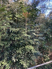 Harpephyllum caffrum