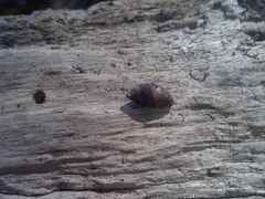 Ellobiidae