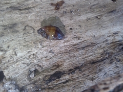 Ellobiidae