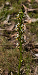 Prasophyllum odoratum
