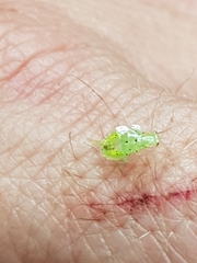 Mediastinia