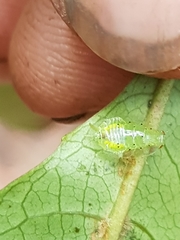 Mediastinia