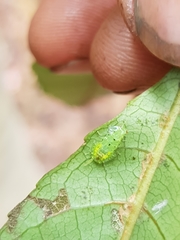 Mediastinia