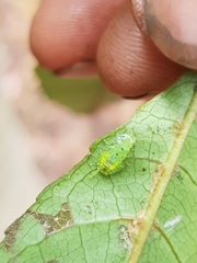 Mediastinia