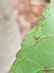 Mediastinia