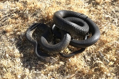 Masticophis fuliginosus