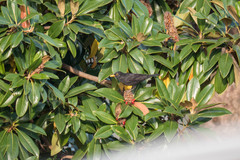 Turdus merula