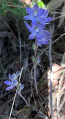 Thelymitra alcockiae