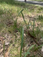 Dianella amoena