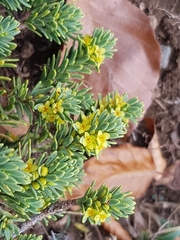 Thymelaea tinctoria