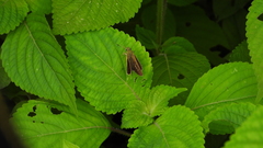 Polytremis pellucida