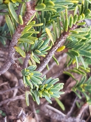 Thymelaea tinctoria