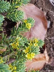 Thymelaea tinctoria