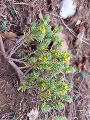 Thymelaea tinctoria