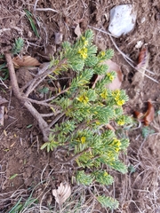 Thymelaea tinctoria