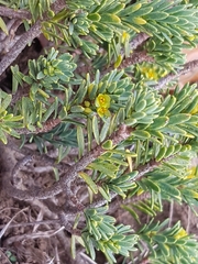 Thymelaea tinctoria