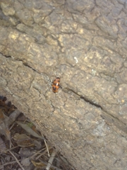 Episcaphula australis