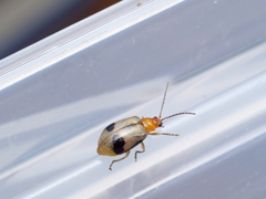 Paridea angulicollis