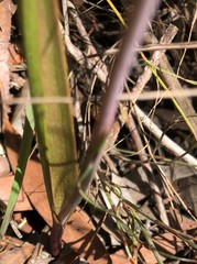 Thelymitra alcockiae