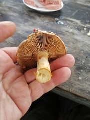 Cortinarius triumphans