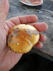 Cortinarius triumphans