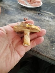 Cortinarius triumphans