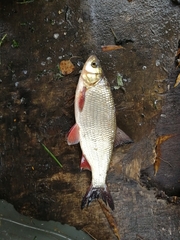 Leuciscus idus