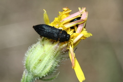 Acmaeodera quadrifasciata prunneri