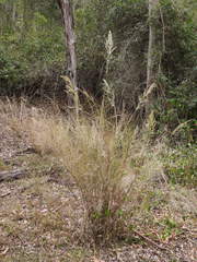 Austrostipa ramosissima