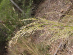 Austrostipa ramosissima