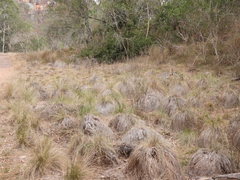 Austrostipa ramosissima