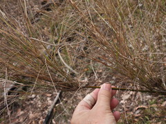 Austrostipa ramosissima
