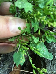Rorippa sessiliflora