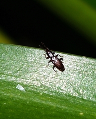 Cryptamorpha brevicornis