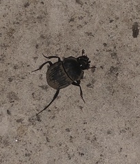 Cephalodesmius armiger