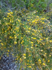 Bossiaea linophylla