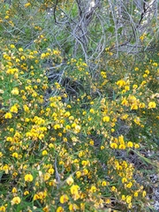 Bossiaea linophylla