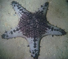 Pentaceraster alveolatus