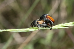 Anisoplia tempestiva