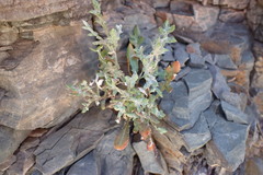 Gazania heterochaeta