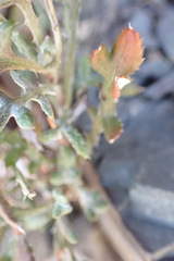 Gazania heterochaeta