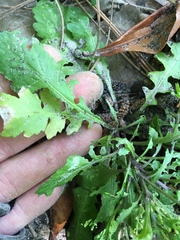 Rorippa sessiliflora