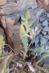 Gazania heterochaeta