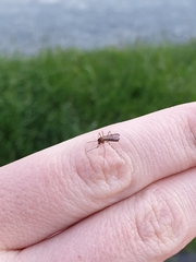 Aedes notoscriptus