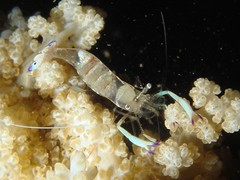 Ancylomenes magnificus