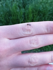Aedes notoscriptus