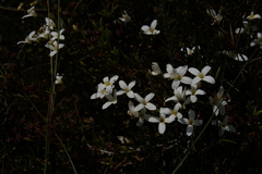 Lachnaea uniflora