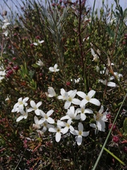 Lachnaea uniflora