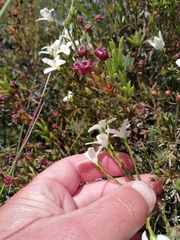 Lachnaea uniflora